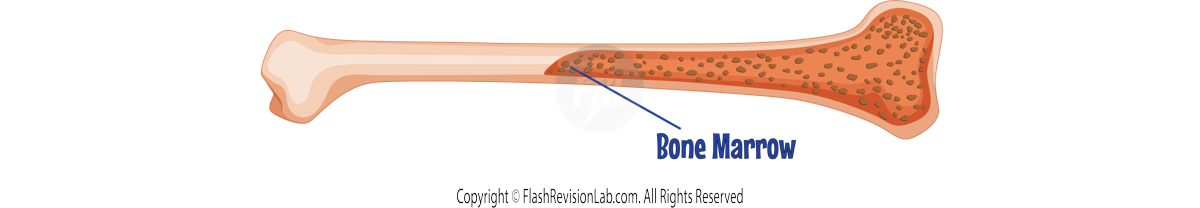 Bone Marrow